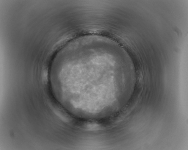 X0000113300262200910131053