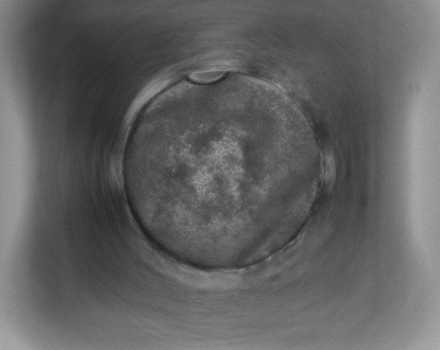 X0000113310004200909281134