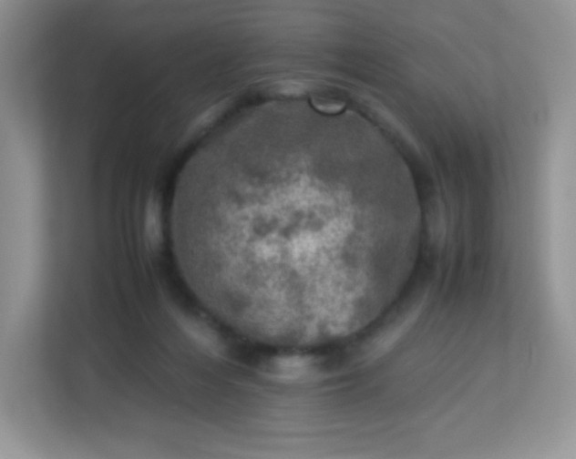 X0000113310216200909281131