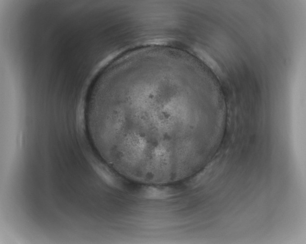 X0000113310346200909281129