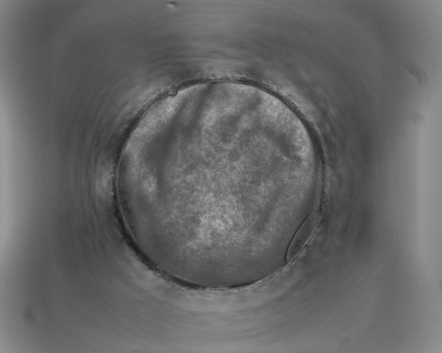 X0000113310009200910051114