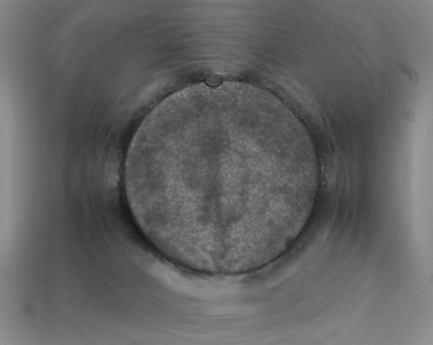 X0000113310032200910051113