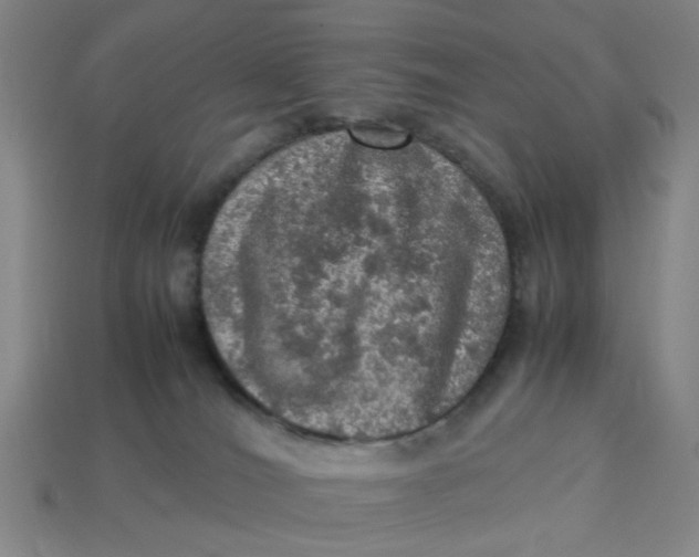 X0000113310036200910051113