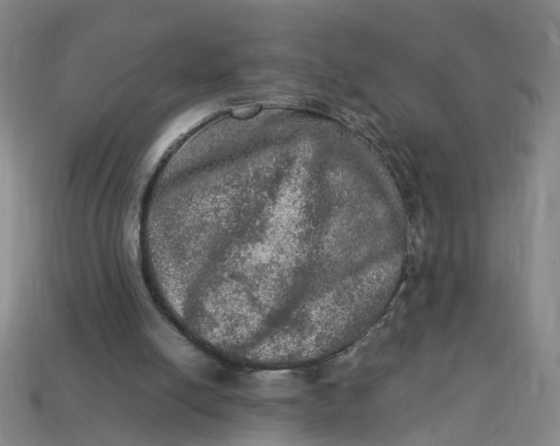 X0000113310054200910051113