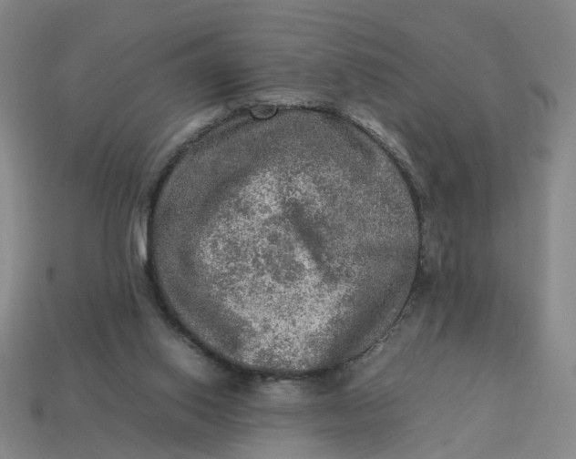 X0000113310062200910051113