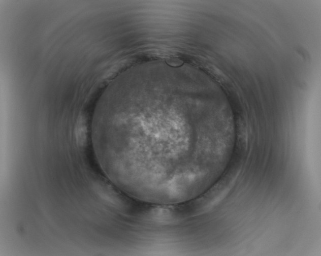 X0000113310080200910051113