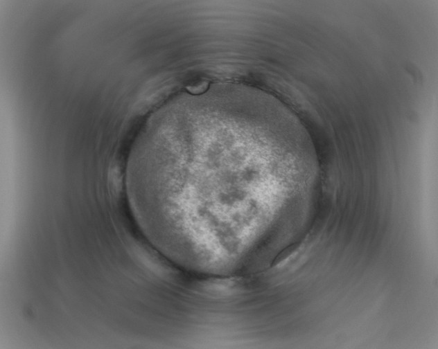 X0000113310086200910051113