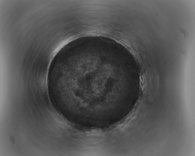 X0000113310196200910051111