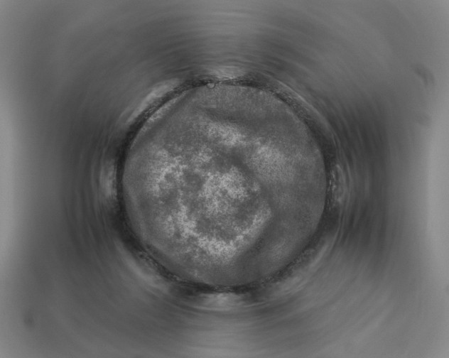 X0000113310212200910051111