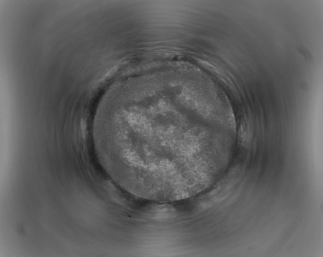 X0000113310424200910051108