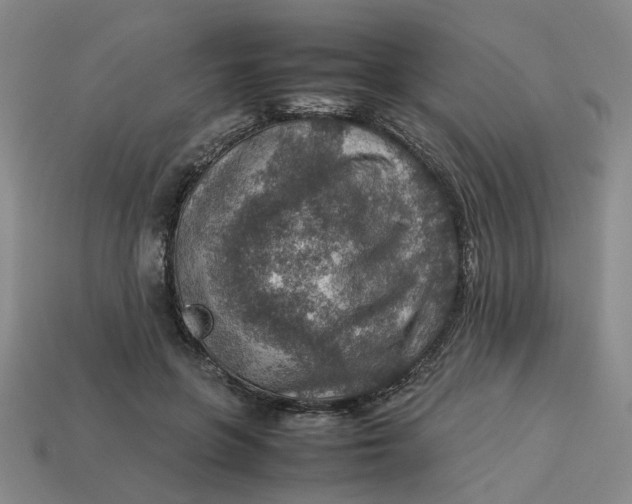 X0000113310551200910051106