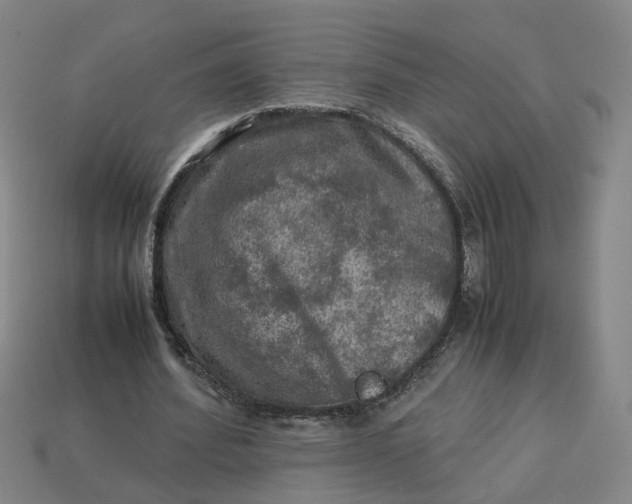 X0000113310580200910051106