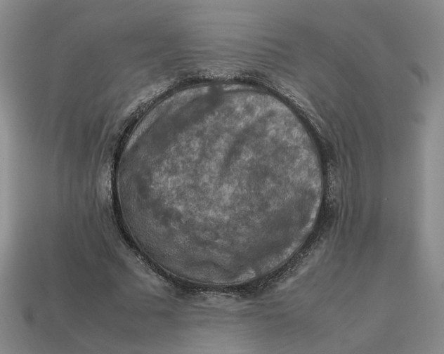 X0000113310681200910051105