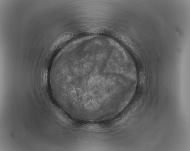 X0000113310685200910051105