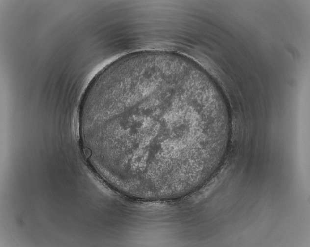 X0000113310838200910051102