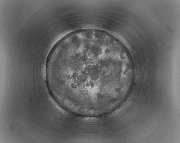 X0000113310839200910051102