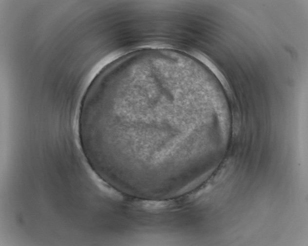 X0000113310861200910051102