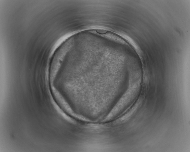 X0000113310910200910051101