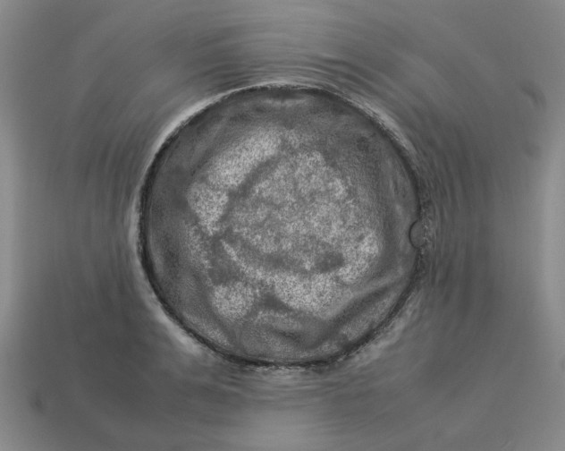 X0000113310991200910051100