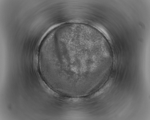 X0000113311000200910051100