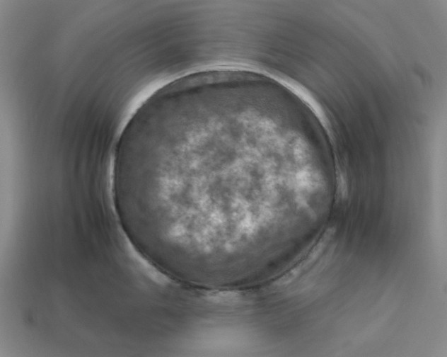 X0000113311006200910051100