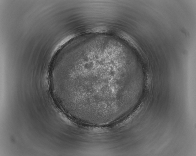 X0000113311018200910051059