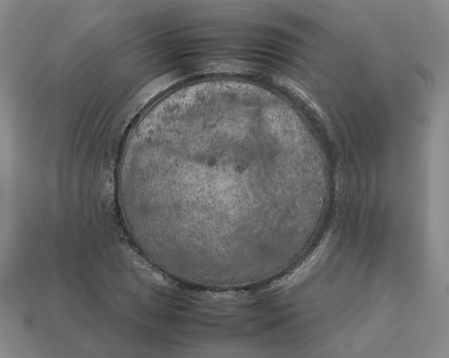 X0000113311025200910051059