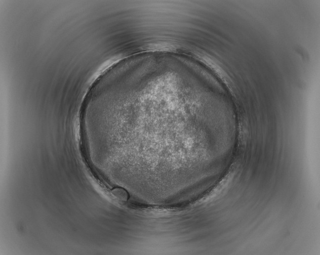 X0000113311034200910051059