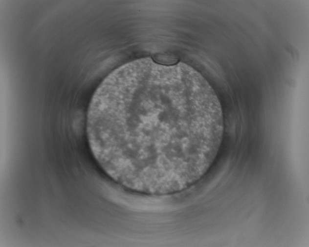 X0000113310036200910131117