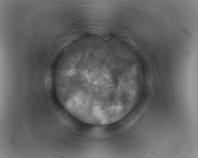 X0000113310080200910131116