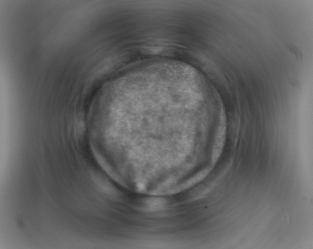 X0000113310085200910131116