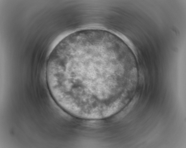 X0000113311390200910131059