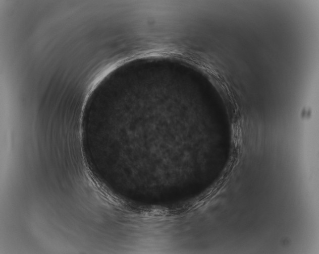 X0000113320196200909211204