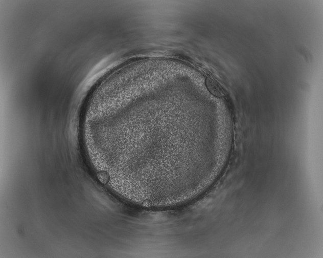 X0000113320295200910051131