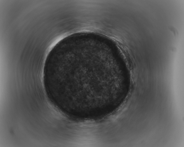 X0000113320196200910131135