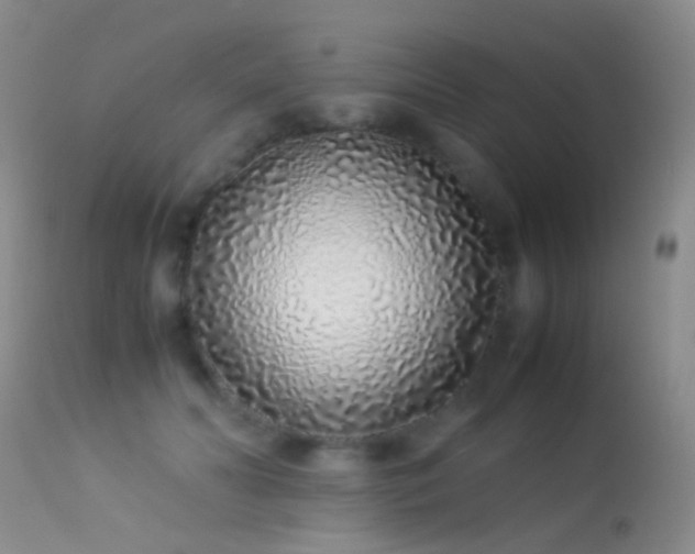 X0000113330606200909141429