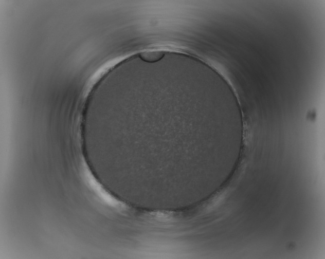 X0000113330995200909211216
