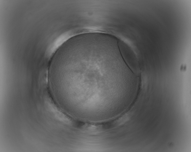 X0000113331365200909211210