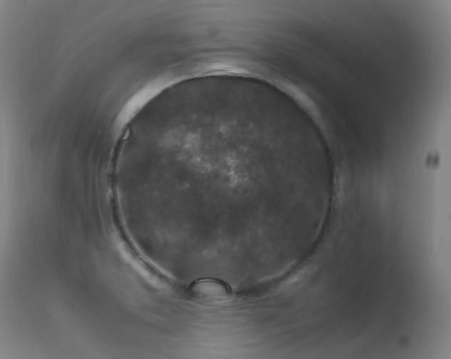 X0000113331373200909211210