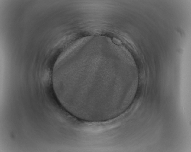 X0000113330029200910051155
