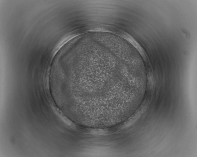 X0000113331002200910051142