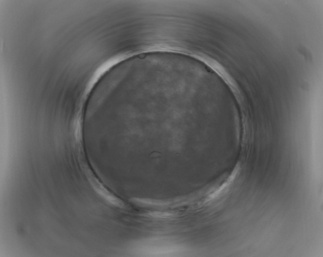 X0000113331246200910051139