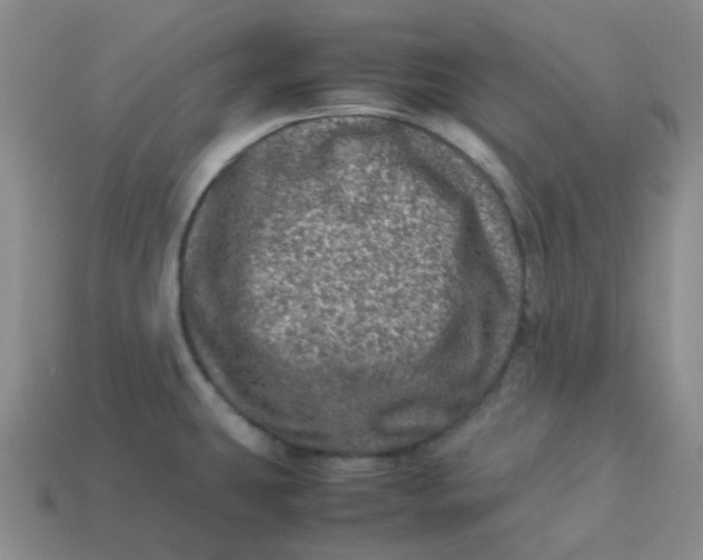 X0000113331431200910051137