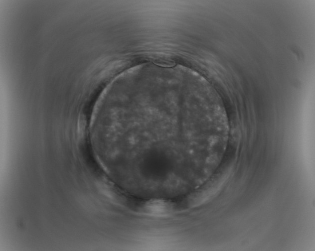 X0000113330231200910131155