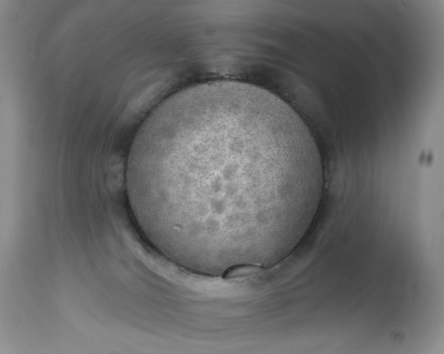 X0000113340036200909291040