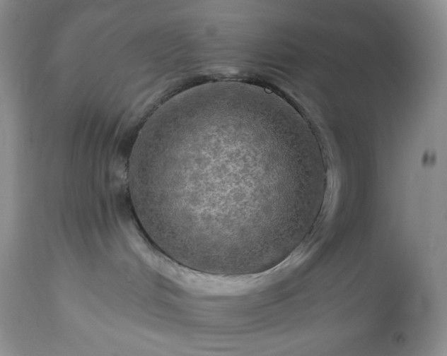 X0000113340048200909291040