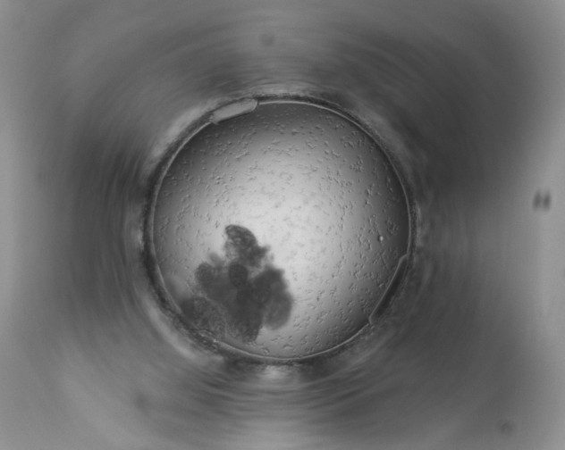 X0000113340060200909291040