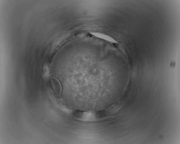 X0000113340335200909291036