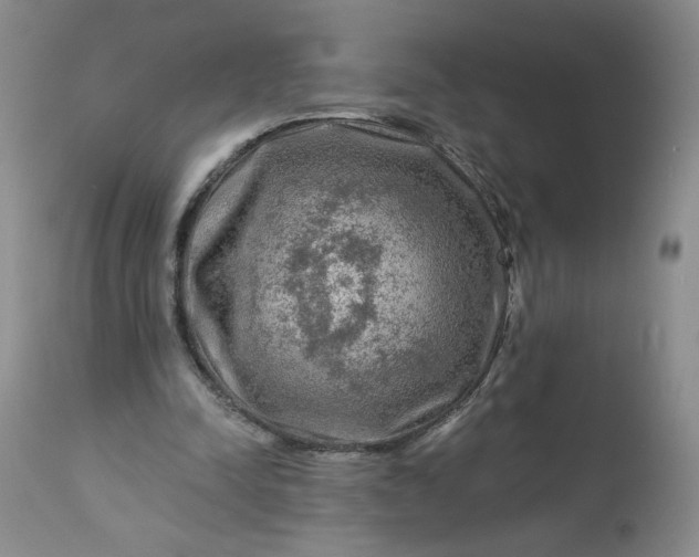 X0000113340342200909291035