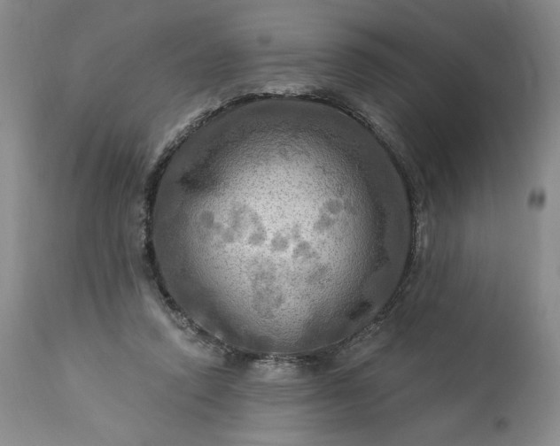 X0000113340354200909291035